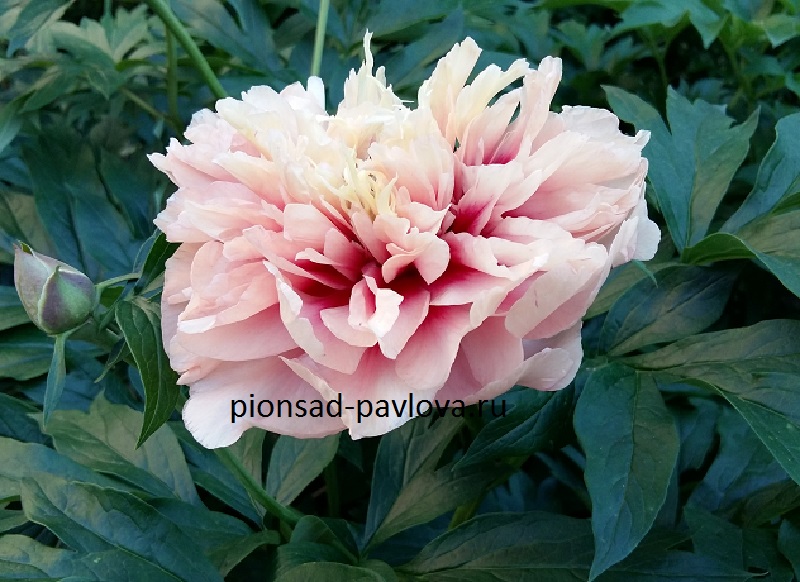 Пион Кэролайн констебль Paeonia Caroline Constabel