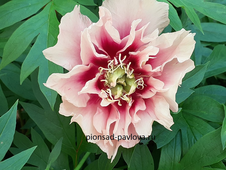 Пион Кэролайн констебль Paeonia Caroline Constabel