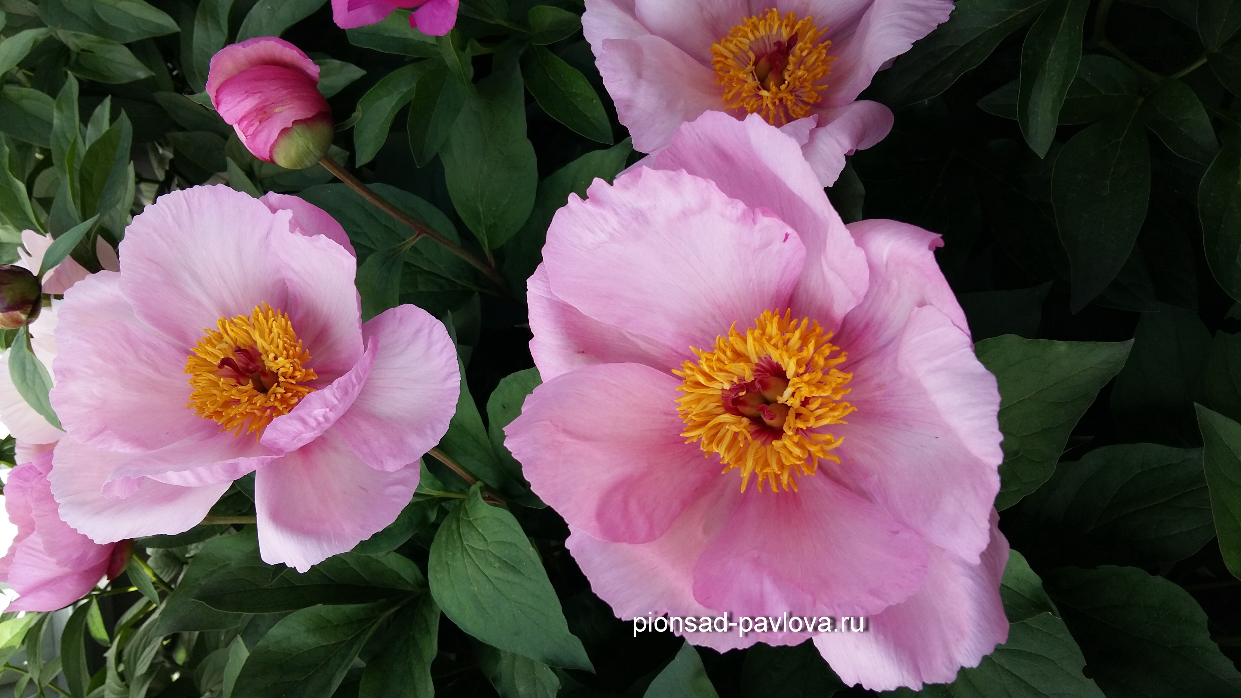 Peony 'Lord Cavin', a white and red peony. Brooks Gardens peony farm, Oregon. Pe